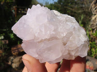 Natural White Cactus Flower Spirit Quartz Specimens  x 6 From Boekenhouthoek, South Africa - Toprock Gemstones and Minerals 