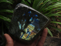 Polished Labradorite Standing Free Forms With Blue & Gold Flash  x 2 From Tulear, Madagascar - TopRock