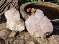 Natural White Cactus Flower Spirit Quartz Specimens  x 6 From Boekenhouthoek, South Africa - Toprock Gemstones and Minerals 