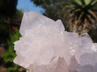 Natural White Cactus Flower Spirit Quartz Specimens  x 6 From Boekenhouthoek, South Africa - Toprock Gemstones and Minerals 