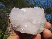 Natural White Cactus Flower Spirit Quartz Specimens  x 6 From Boekenhouthoek, South Africa - Toprock Gemstones and Minerals 