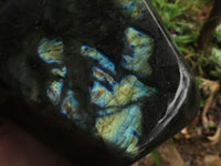 Polished Labradorite Standing Free Forms With Blue & Gold Flash  x 2 From Tulear, Madagascar - TopRock