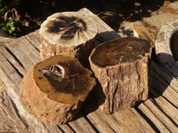 Polished  Petrified Wood Branch Pieces x 3 From Gokwe, Zimbabwe