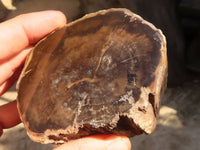 Polished  Petrified Wood Branch Pieces x 3 From Gokwe, Zimbabwe