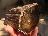 Polished  Petrified Wood Branch Pieces x 3 From Gokwe, Zimbabwe