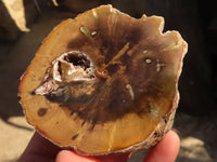 Polished  Petrified Wood Branch Pieces x 3 From Gokwe, Zimbabwe