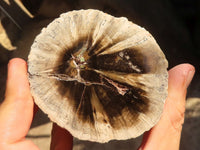 Polished  Petrified Wood Branch Pieces x 3 From Gokwe, Zimbabwe