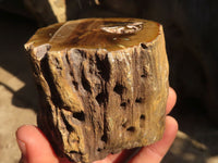 Polished  Petrified Wood Branch Pieces x 3 From Gokwe, Zimbabwe