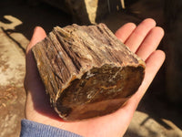 Polished  Petrified Wood Branch Pieces x 3 From Gokwe, Zimbabwe