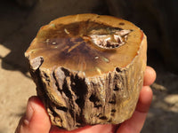 Polished  Petrified Wood Branch Pieces x 3 From Gokwe, Zimbabwe