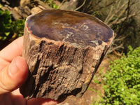 Polished  Petrified Wood Branch Pieces x 3 From Gokwe, Zimbabwe