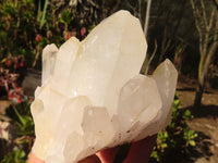 Natural Large Single Castle Quartz Crystals x 6 From Ivato, Madagascar