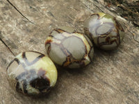 Polished Septerye Palm Stones  x 12 From Madagascar - TopRock