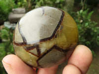 Polished Septerye Palm Stones  x 12 From Madagascar - TopRock