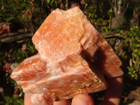 Natural New Sunset Orange Calcite Specimens  x 12 From Spitzkop, Namibia