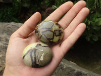 Polished Septerye Palm Stones  x 12 From Madagascar - TopRock