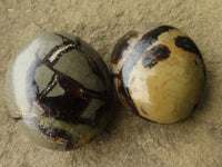 Polished Septerye Palm Stones  x 12 From Madagascar - TopRock