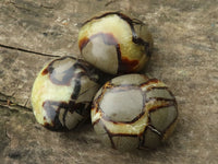 Polished Septerye Palm Stones  x 12 From Madagascar - TopRock