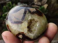 Polished Septerye Palm Stones  x 12 From Madagascar - TopRock