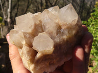 Natural Cascading Smokey Quartz Clusters x 2 From Luena, Congo