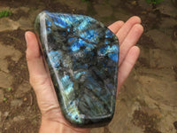 Polished Flashy Blue Labradorite Standing Free Forms  x 2 From Tulear, Madagascar - TopRock