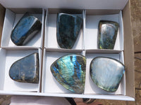 Polished Labradorite Standing Free Forms With Intense Blue & Gold Flash x 6 From Tulear, Madagascar - TopRock