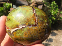 Polished Large Green Opal Palm Stones  x 6 From Madagascar - Toprock Gemstones and Minerals 