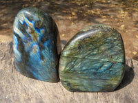 Polished Labradorite Standing Free Forms With Intense Blue & Gold Flash x 6 From Tulear, Madagascar - TopRock