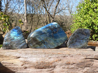 Polished Labradorite Standing Free Forms With Intense Full Face Flash  x 3 From Tulear, Madagascar