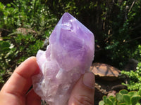 Natural Jacaranda Amethyst Clusters  x 6 From Mumbwa, Zambia - Toprock Gemstones and Minerals 