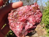 Natural Rough Red Rhodonite Specimens x 6 From Zimbabwe