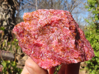 Natural Rough Red Rhodonite Specimens x 6 From Zimbabwe