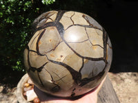 Polished Extra Large Septerye Sauvage "Dragons" Egg x 1 From Mahajanga, Madagascar - TopRock