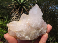 Natural White Cactus Spirit Quartz Clusters  x 12 From Boekenhouthoek, South Africa - Toprock Gemstones and Minerals 