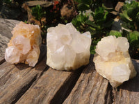 Natural White Cactus Spirit Quartz Clusters  x 12 From Boekenhouthoek, South Africa - Toprock Gemstones and Minerals 