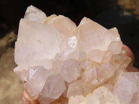 Natural White Cactus Spirit Quartz Clusters  x 12 From Boekenhouthoek, South Africa - Toprock Gemstones and Minerals 