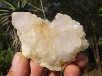 Natural White Cactus Spirit Quartz Clusters  x 12 From Boekenhouthoek, South Africa - Toprock Gemstones and Minerals 