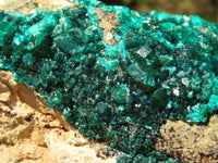 Natural XL Dioptase Cabinet Specimen With Shiny Emerald Green Crystals x 1 From Congo - TopRock