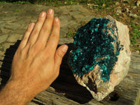 Natural XL Dioptase Cabinet Specimen With Shiny Emerald Green Crystals x 1 From Congo - TopRock