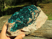 Natural XL Dioptase Cabinet Specimen With Shiny Emerald Green Crystals x 1 From Congo - TopRock