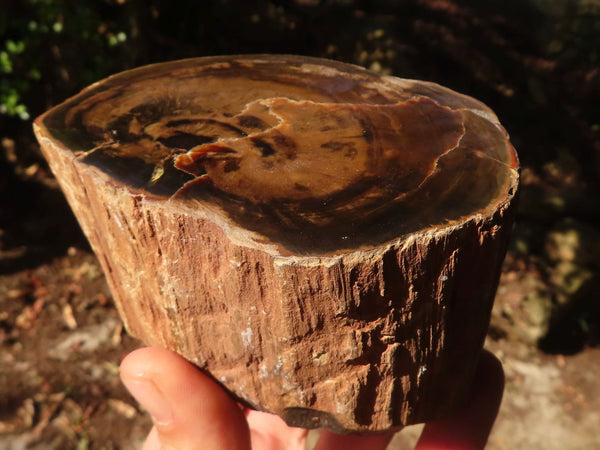 Polished  Petrified Wood Branch Pieces x 2 From Gokwe, Zimbabwe