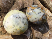 Polished  Dendritic Opal Galet / Palm Stone x 7 from Madagascar