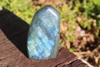 Polished Small Blue Labradorite Standing Free Forms  x 2 From Madagascar - TopRock