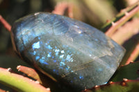 Polished Small Blue Labradorite Standing Free Forms  x 2 From Madagascar - TopRock
