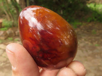 Polished Deep Red Carnelian Agate Eggs x 12 From Madagascar - TopRock