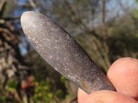 Natural Belemnite Fossil Specimens x 71 From Madagascar