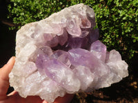 Natural Jacaranda Amethyst Cluster  x 1 From Zambia - Toprock Gemstones and Minerals 