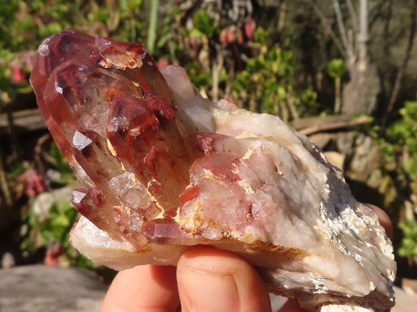 Natural Red Hematoid Phantom Quartz Specimens x 6 From Karoi, Zimbabwe