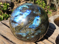 Polished  Flashy Labradorite Sphere With Rosewood Stand  x 2 From Tulear, Madagascar