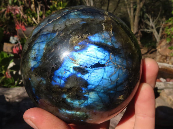 Polished  Flashy Labradorite Sphere With Rosewood Stand  x 2 From Tulear, Madagascar